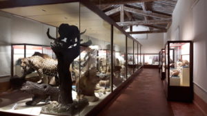 Natural History Museum Calci