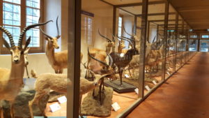 Natural History Museum of Calci